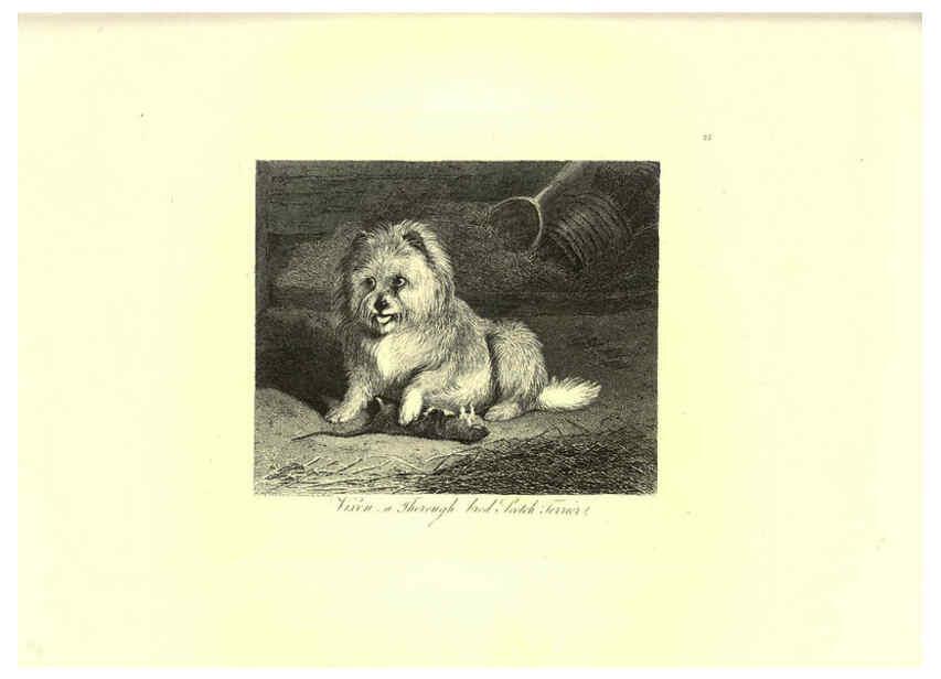 Reproducción/Reproduction 6305530769: Engravings of lions, tigers, panthers, leopards, dogs, &c. London,H.G. Bohn,1853
