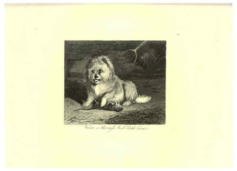 Reproducción/Reproduction 6305530769: Engravings of lions, tigers, panthers, leopards, dogs, &c. London,H.G. Bohn,1853