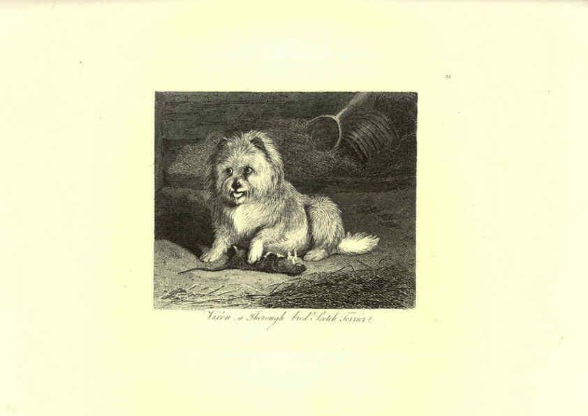 Reproducción/Reproduction 6305530769: Engravings of lions, tigers, panthers, leopards, dogs, &c. London,H.G. Bohn,1853