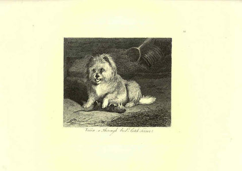 Reproducción/Reproduction 6305530769: Engravings of lions, tigers, panthers, leopards, dogs, &c. London,H.G. Bohn,1853