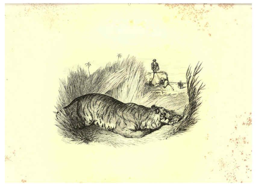 Reproducción/Reproduction 6306055712: Engravings of lions, tigers, panthers, leopards, dogs, &c. London,H.G. Bohn,1853