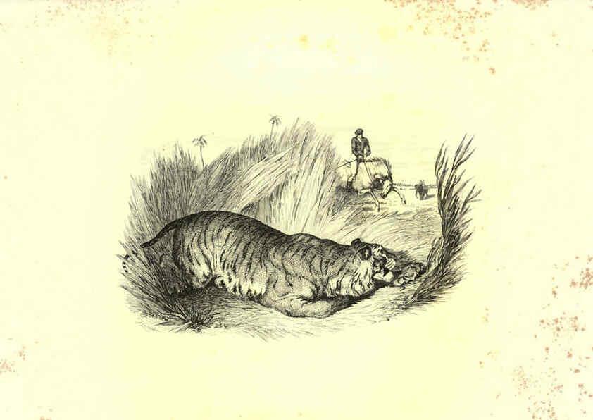 Reproducción/Reproduction 6306055712: Engravings of lions, tigers, panthers, leopards, dogs, &c. London,H.G. Bohn,1853