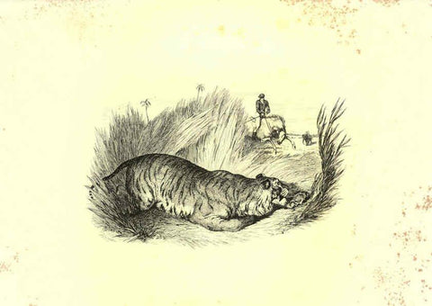 Reproducción/Reproduction 6306055712: Engravings of lions, tigers, panthers, leopards, dogs, &c. London,H.G. Bohn,1853