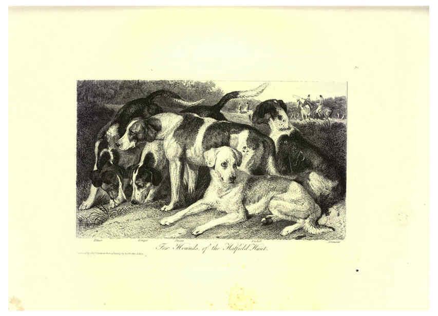Reproducción/Reproduction 6305530919: Engravings of lions, tigers, panthers, leopards, dogs, &c. London,H.G. Bohn,1853