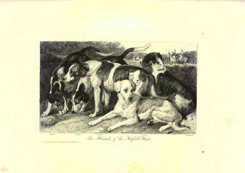 Reproducción/Reproduction 6305530919: Engravings of lions, tigers, panthers, leopards, dogs, &c. London,H.G. Bohn,1853