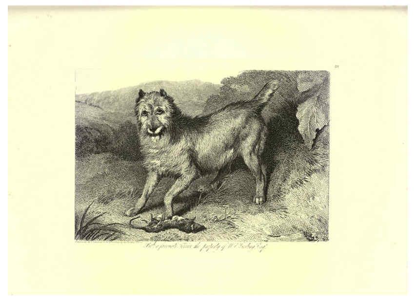 Reproducción/Reproduction 6305531289: Engravings of lions, tigers, panthers, leopards, dogs, &c. London,H.G. Bohn,1853