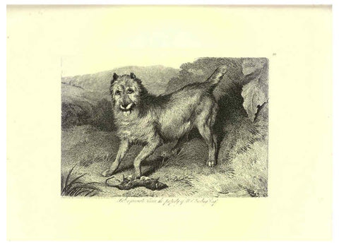 Reproducción/Reproduction 6305531289: Engravings of lions, tigers, panthers, leopards, dogs, &c. London,H.G. Bohn,1853