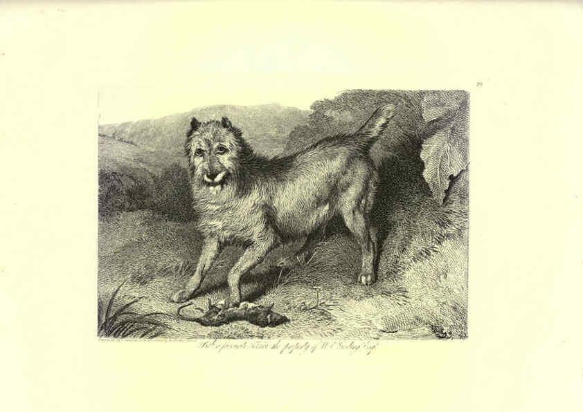 Reproducción/Reproduction 6305531289: Engravings of lions, tigers, panthers, leopards, dogs, &c. London,H.G. Bohn,1853