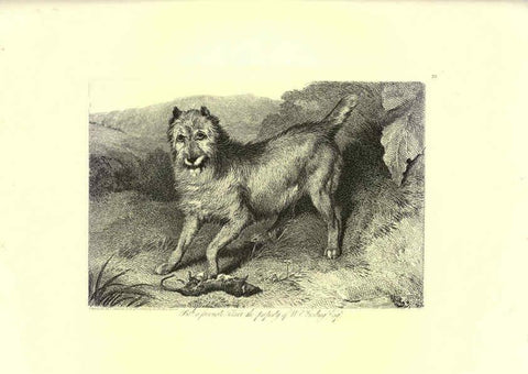Reproducción/Reproduction 6305531289: Engravings of lions, tigers, panthers, leopards, dogs, &c. London,H.G. Bohn,1853