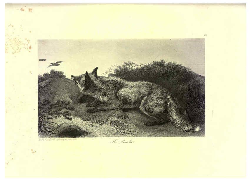 Reproducción/Reproduction 6305531461: Engravings of lions, tigers, panthers, leopards, dogs, &c. London,H.G. Bohn,1853