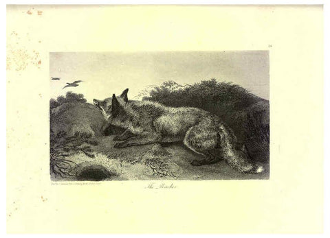 Reproducción/Reproduction 6305531461: Engravings of lions, tigers, panthers, leopards, dogs, &c. London,H.G. Bohn,1853