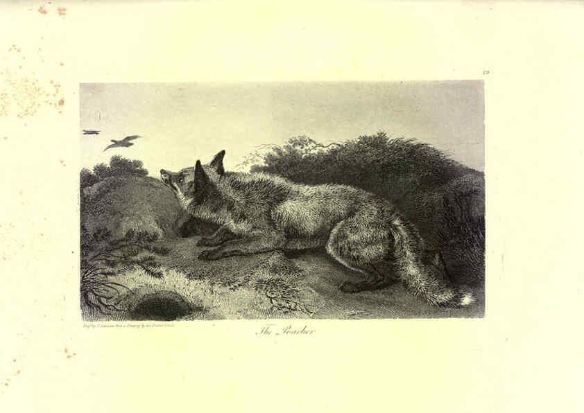 Reproducción/Reproduction 6305531461: Engravings of lions, tigers, panthers, leopards, dogs, &c. London,H.G. Bohn,1853