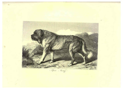 Reproducción/Reproduction 6305531647: Engravings of lions, tigers, panthers, leopards, dogs, &c. London,H.G. Bohn,1853