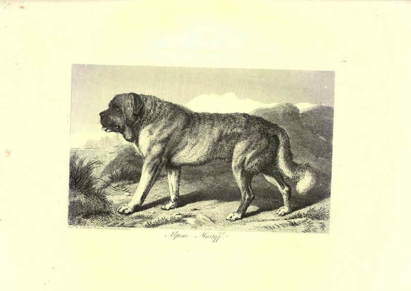 Reproducción/Reproduction 6305531647: Engravings of lions, tigers, panthers, leopards, dogs, &c. London,H.G. Bohn,1853