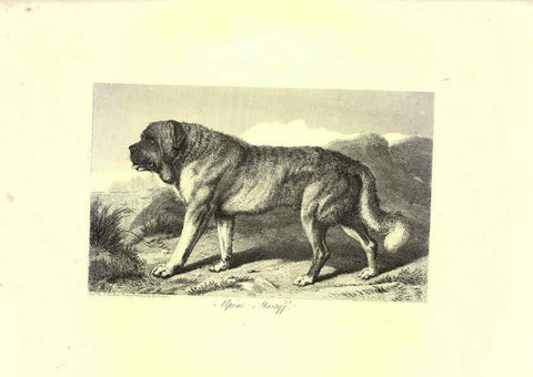 Reproducción/Reproduction 6305531647: Engravings of lions, tigers, panthers, leopards, dogs, &c. London,H.G. Bohn,1853