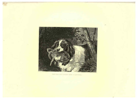 Reproducción/Reproduction 6306054874: Engravings of lions, tigers, panthers, leopards, dogs, &c. London,H.G. Bohn,1853