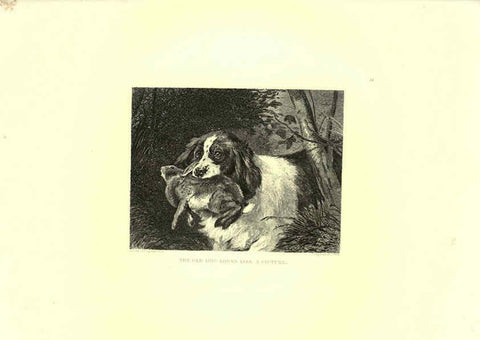 Reproducción/Reproduction 6306054874: Engravings of lions, tigers, panthers, leopards, dogs, &c. London,H.G. Bohn,1853