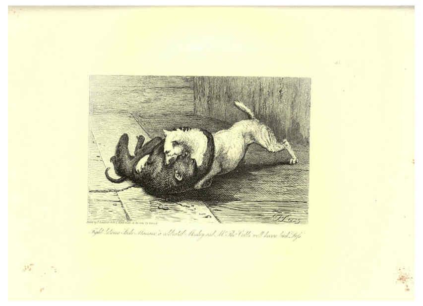 Reproducción/Reproduction 6306055010: Engravings of lions, tigers, panthers, leopards, dogs, &c. London,H.G. Bohn,1853