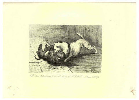 Reproducción/Reproduction 6306055010: Engravings of lions, tigers, panthers, leopards, dogs, &c. London,H.G. Bohn,1853