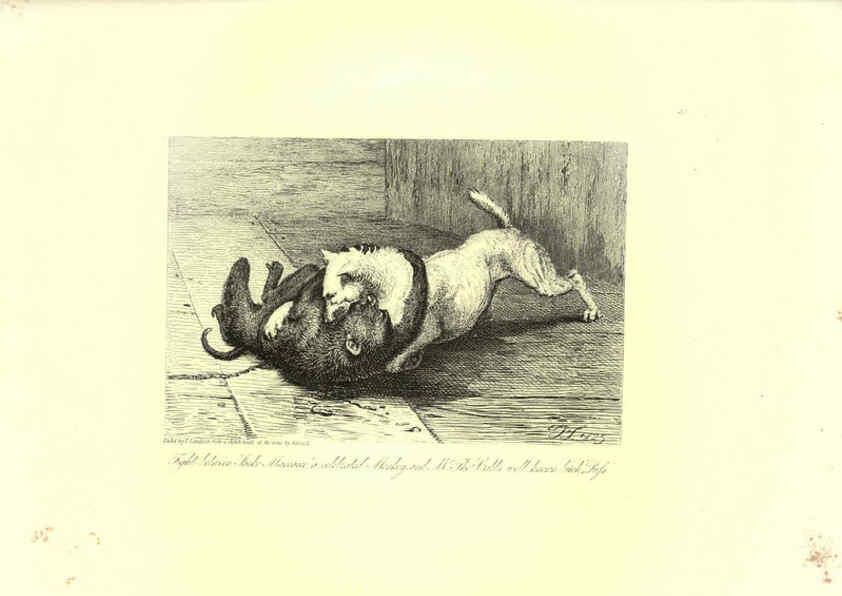 Reproducción/Reproduction 6306055010: Engravings of lions, tigers, panthers, leopards, dogs, &c. London,H.G. Bohn,1853