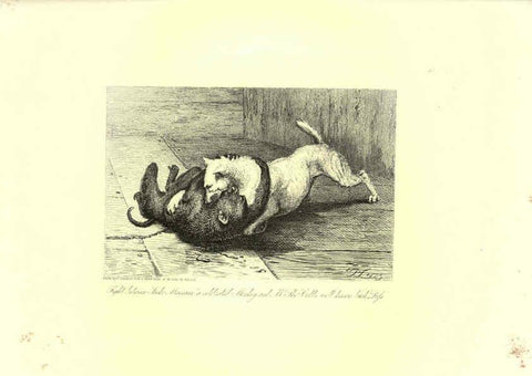 Reproducción/Reproduction 6306055010: Engravings of lions, tigers, panthers, leopards, dogs, &c. London,H.G. Bohn,1853