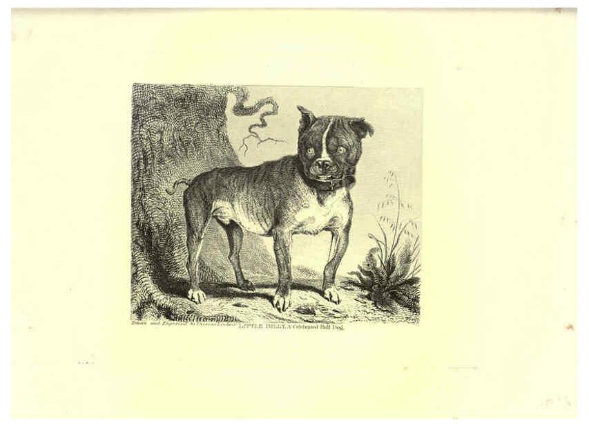 Reproducción/Reproduction 6306055172: Engravings of lions, tigers, panthers, leopards, dogs, &c. London,H.G. Bohn,1853