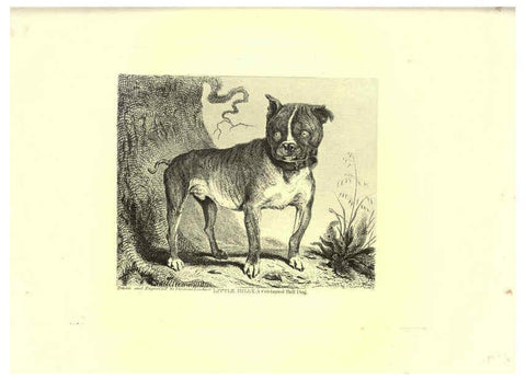 Reproducción/Reproduction 6306055172: Engravings of lions, tigers, panthers, leopards, dogs, &c. London,H.G. Bohn,1853