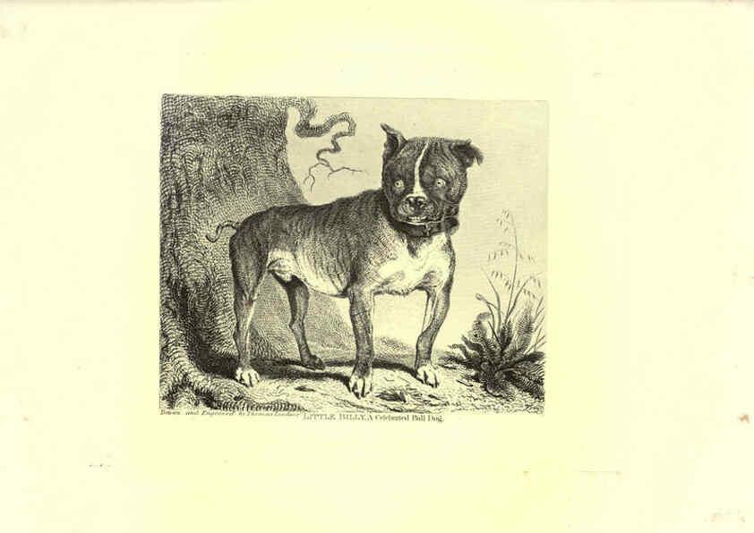 Reproducción/Reproduction 6306055172: Engravings of lions, tigers, panthers, leopards, dogs, &c. London,H.G. Bohn,1853