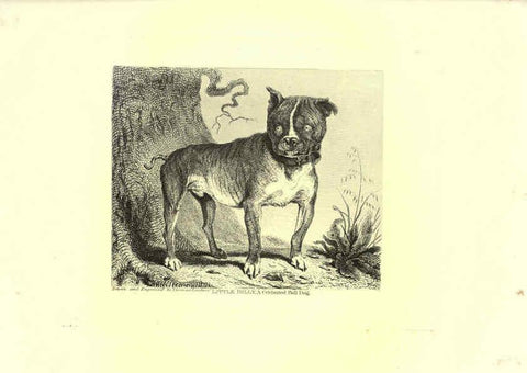 Reproducción/Reproduction 6306055172: Engravings of lions, tigers, panthers, leopards, dogs, &c. London,H.G. Bohn,1853