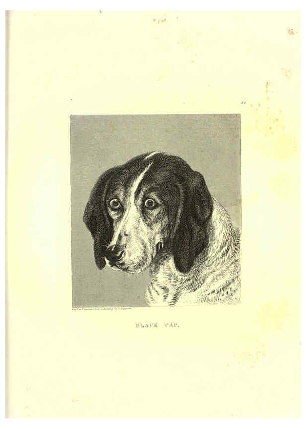 Reproducción/Reproduction 6305532293: Engravings of lions, tigers, panthers, leopards, dogs, &c. London,H.G. Bohn,1853
