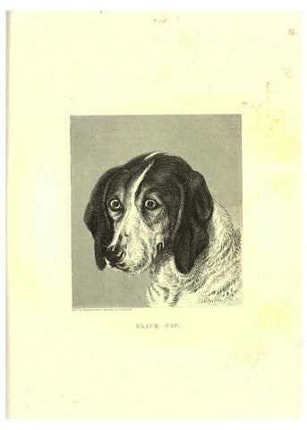 Reproducción/Reproduction 6305532293: Engravings of lions, tigers, panthers, leopards, dogs, &c. London,H.G. Bohn,1853