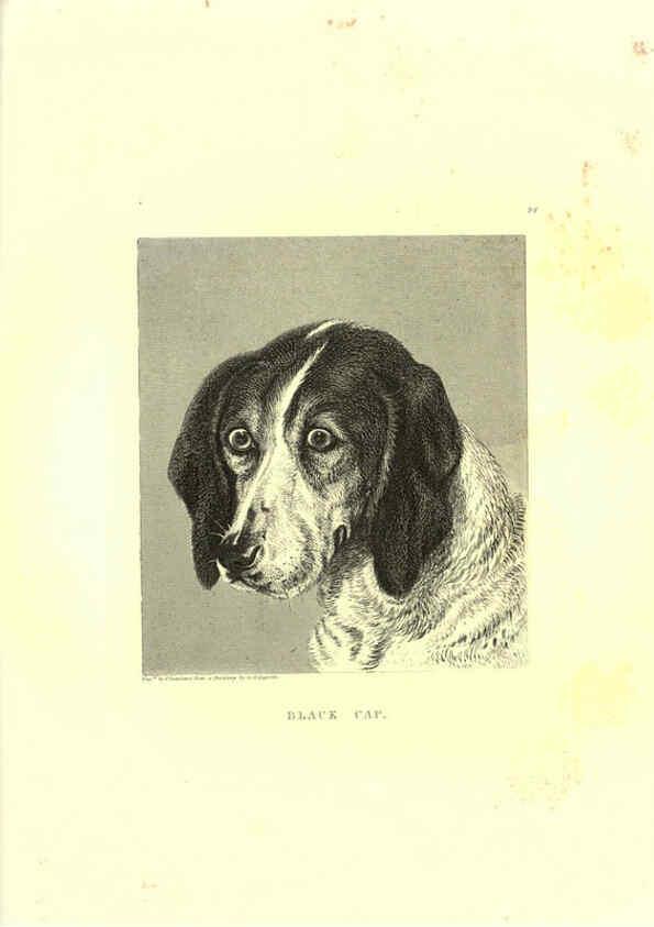 Reproducción/Reproduction 6305532293: Engravings of lions, tigers, panthers, leopards, dogs, &c. London,H.G. Bohn,1853