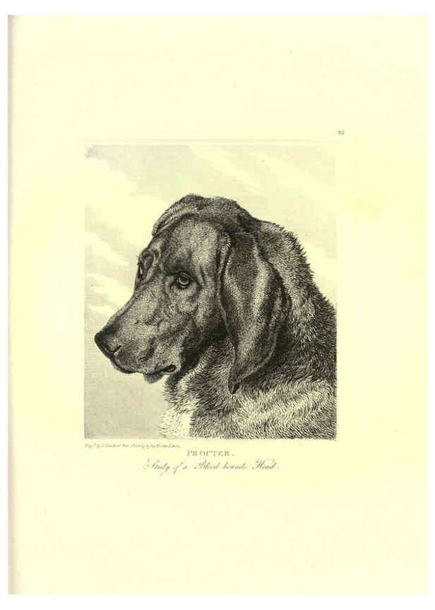 Reproducción/Reproduction 6306054264: Engravings of lions, tigers, panthers, leopards, dogs, &c. London,H.G. Bohn,1853