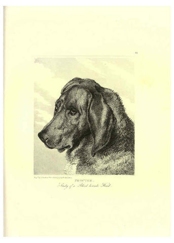 Reproducción/Reproduction 6306054264: Engravings of lions, tigers, panthers, leopards, dogs, &c. London,H.G. Bohn,1853