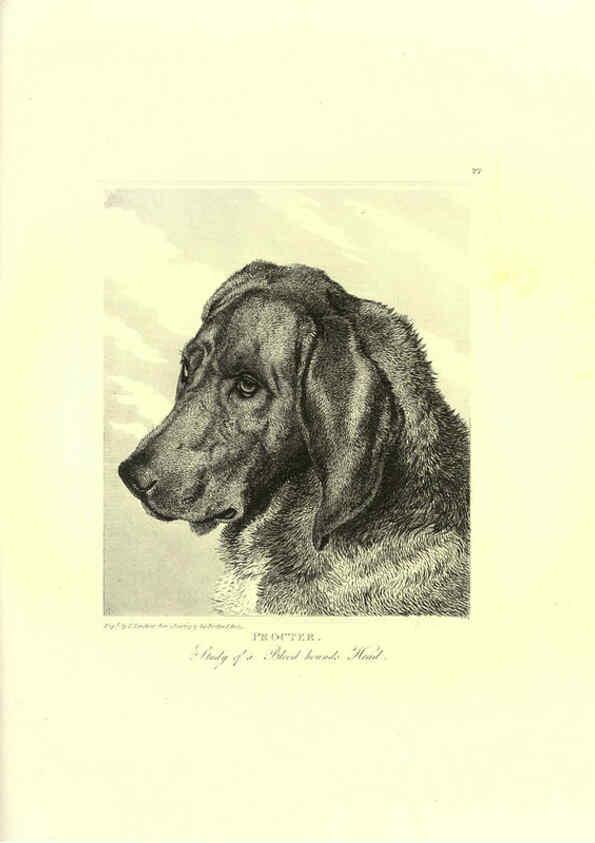 Reproducción/Reproduction 6306054264: Engravings of lions, tigers, panthers, leopards, dogs, &c. London,H.G. Bohn,1853