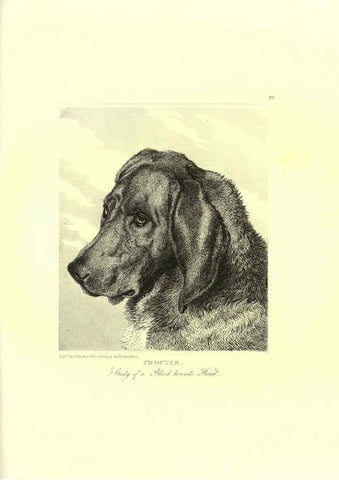 Reproducción/Reproduction 6306054264: Engravings of lions, tigers, panthers, leopards, dogs, &c. London,H.G. Bohn,1853