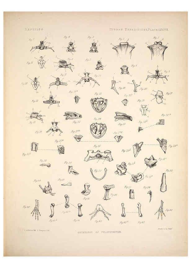 Reproducción/Reproduction 6257641445: Anatomical and zoological researches v.2. London,B. Quaritch,1878