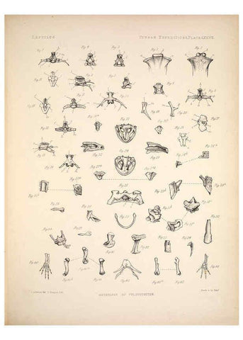Reproducción/Reproduction 6257641445: Anatomical and zoological researches v.2. London,B. Quaritch,1878