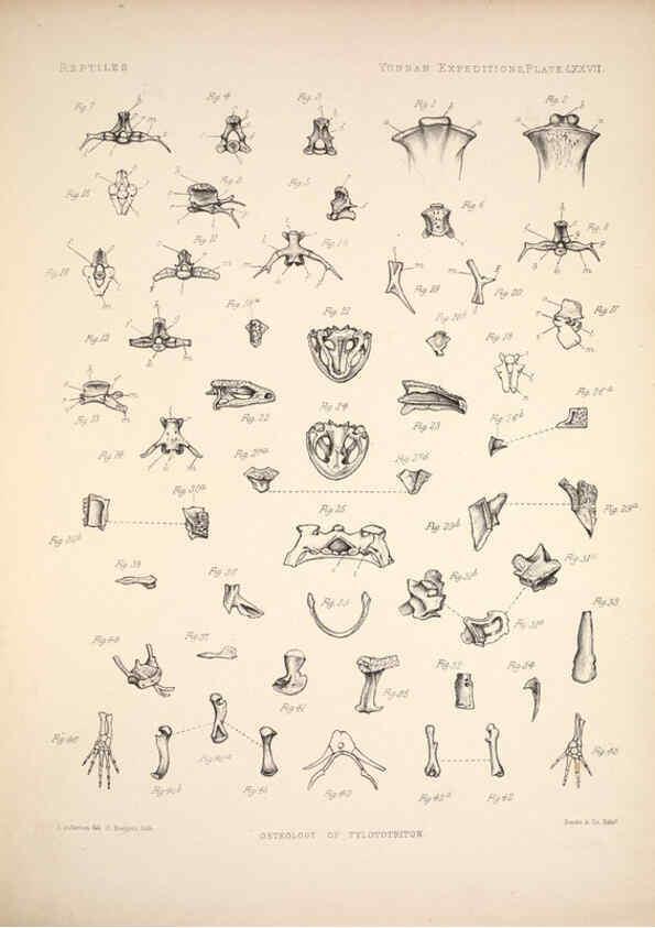 Reproducción/Reproduction 6257641445: Anatomical and zoological researches v.2. London,B. Quaritch,1878