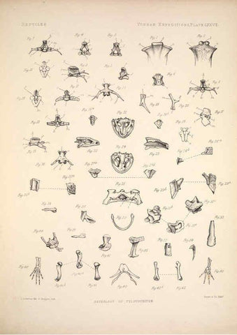 Reproducción/Reproduction 6257641445: Anatomical and zoological researches v.2. London,B. Quaritch,1878