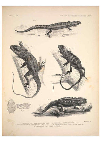 Reproducción/Reproduction 6258167632: Anatomical and zoological researches v.2. London,B. Quaritch,1878