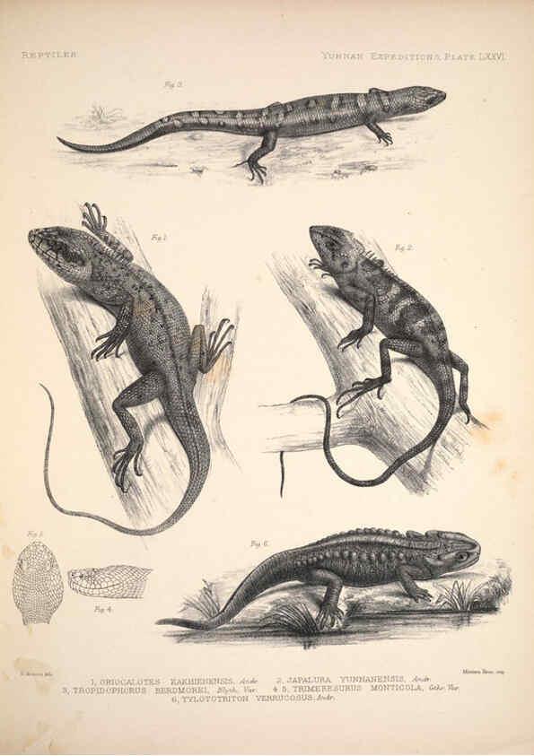 Reproducción/Reproduction 6258167632: Anatomical and zoological researches v.2. London,B. Quaritch,1878