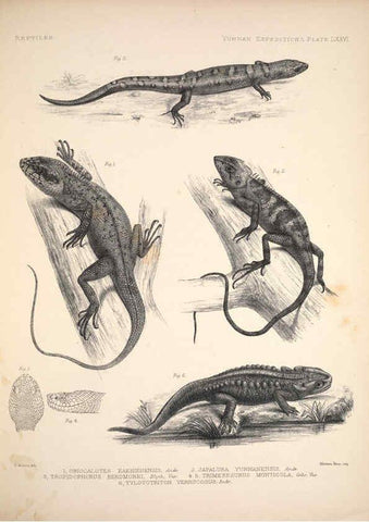 Reproducción/Reproduction 6258167632: Anatomical and zoological researches v.2. London,B. Quaritch,1878