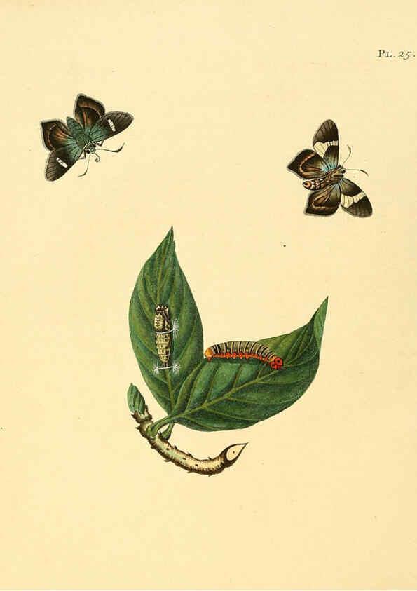 Reproducción/Reproduction 6126455433: Surinaamsche vlinders d.1-3. Amsterdam :J.C. Sepp en zoon,[1848-1852] 