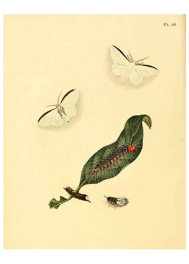 Reproducción/Reproduction 6127003838: Surinaamsche vlinders d.1-3. Amsterdam :J.C. Sepp en zoon,[1848-1852] 
