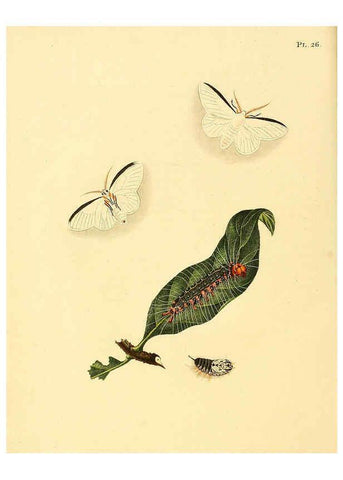 Reproducción/Reproduction 6127003838: Surinaamsche vlinders d.1-3. Amsterdam :J.C. Sepp en zoon,[1848-1852] 