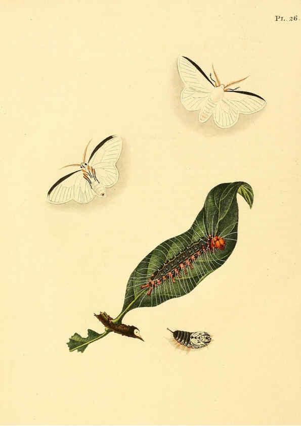 Reproducción/Reproduction 6127003838: Surinaamsche vlinders d.1-3. Amsterdam :J.C. Sepp en zoon,[1848-1852] 