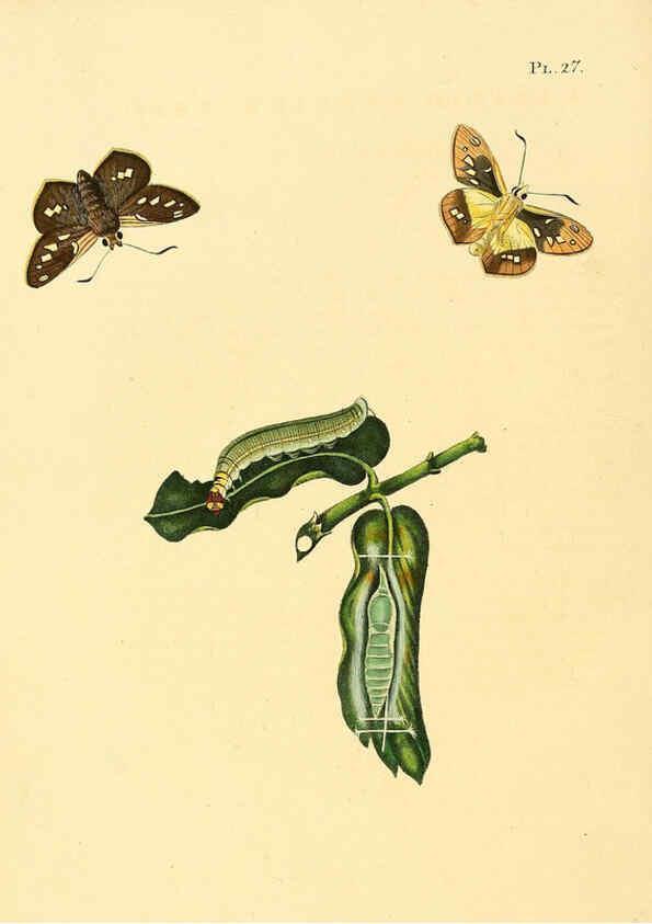 Reproducción/Reproduction 6127003932: Surinaamsche vlinders d.1-3. Amsterdam :J.C. Sepp en zoon,[1848-1852] 