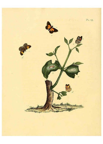 Reproducción/Reproduction 6126455927: Surinaamsche vlinders d.1-3. Amsterdam :J.C. Sepp en zoon,[1848-1852] 