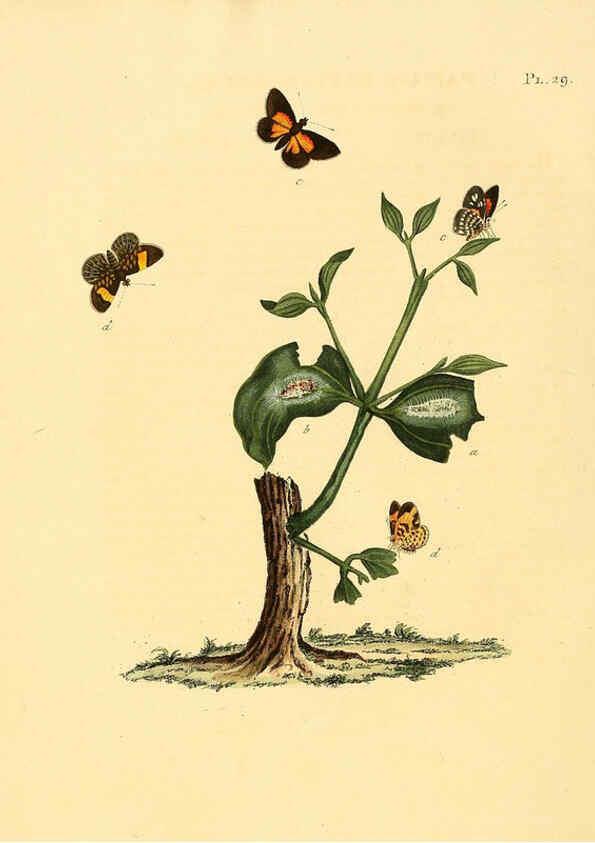 Reproducción/Reproduction 6126455927: Surinaamsche vlinders d.1-3. Amsterdam :J.C. Sepp en zoon,[1848-1852] 
